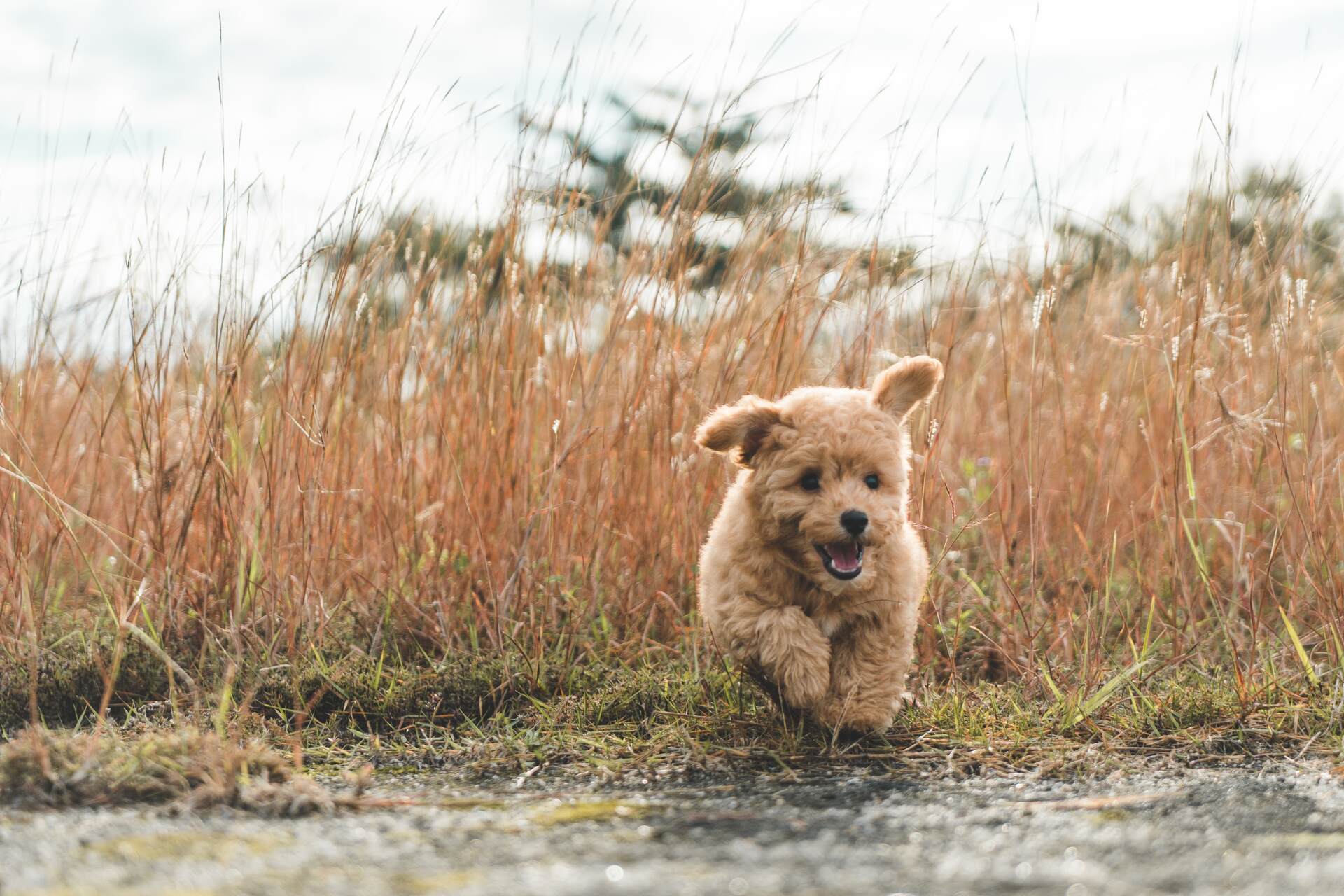 A brown puppy running off into a field