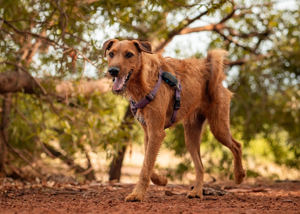 A brown dog wearing a Tractive GPS device on its harness