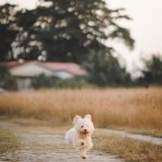 A small dog running down the road