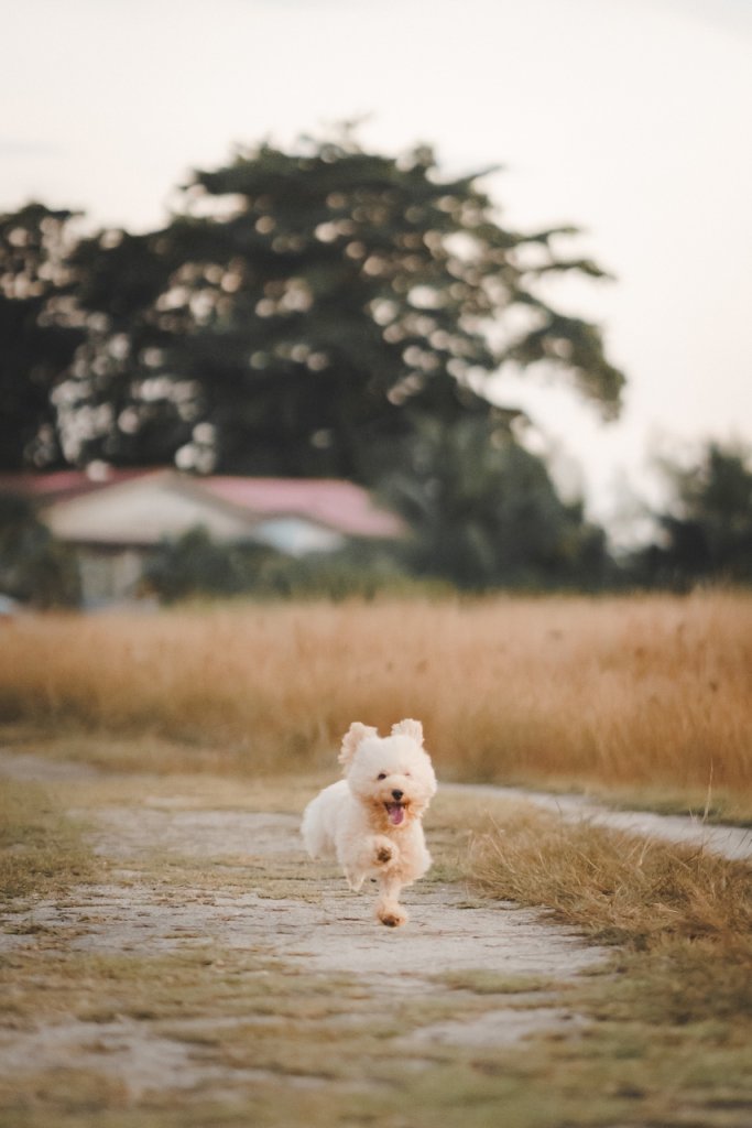 A small dog running down the road