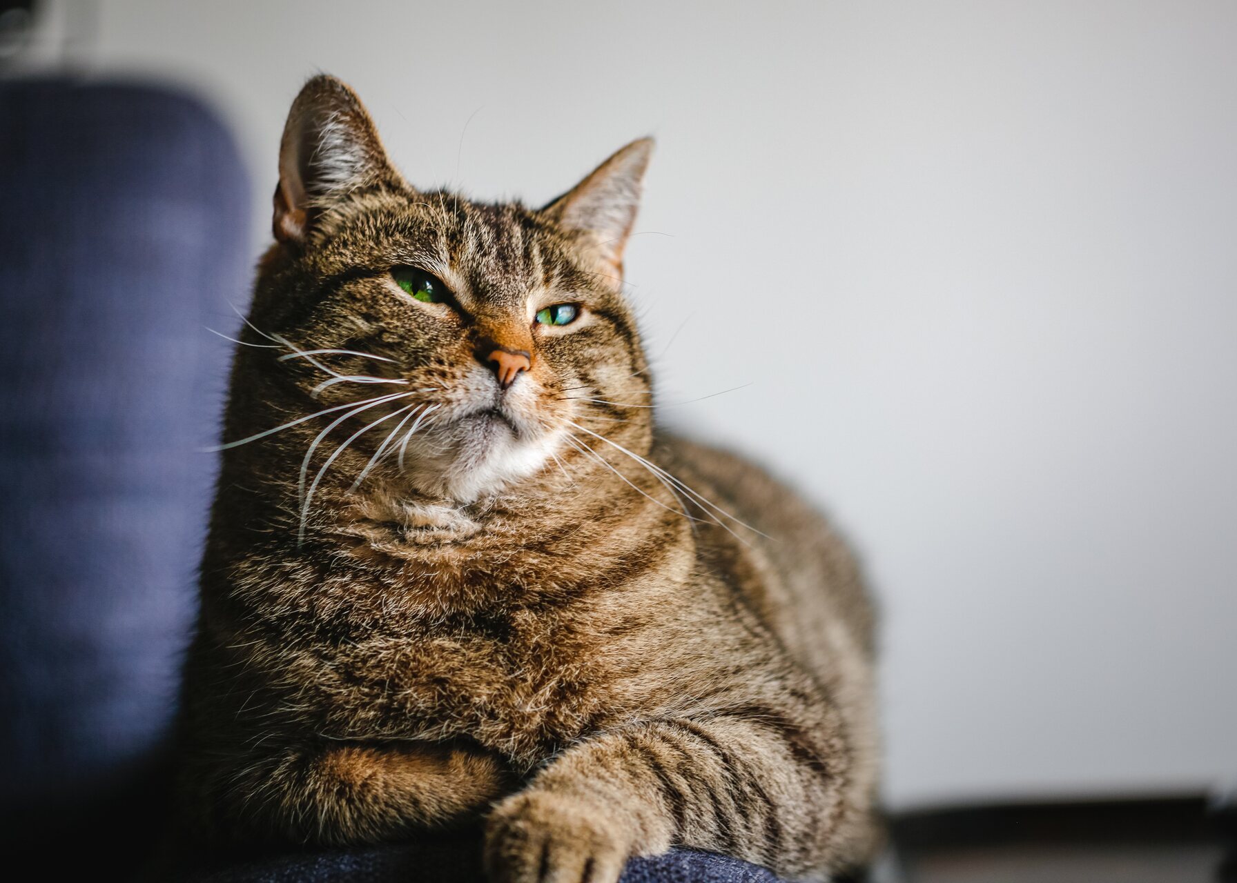 An overweight indoor cat sitting on a couch