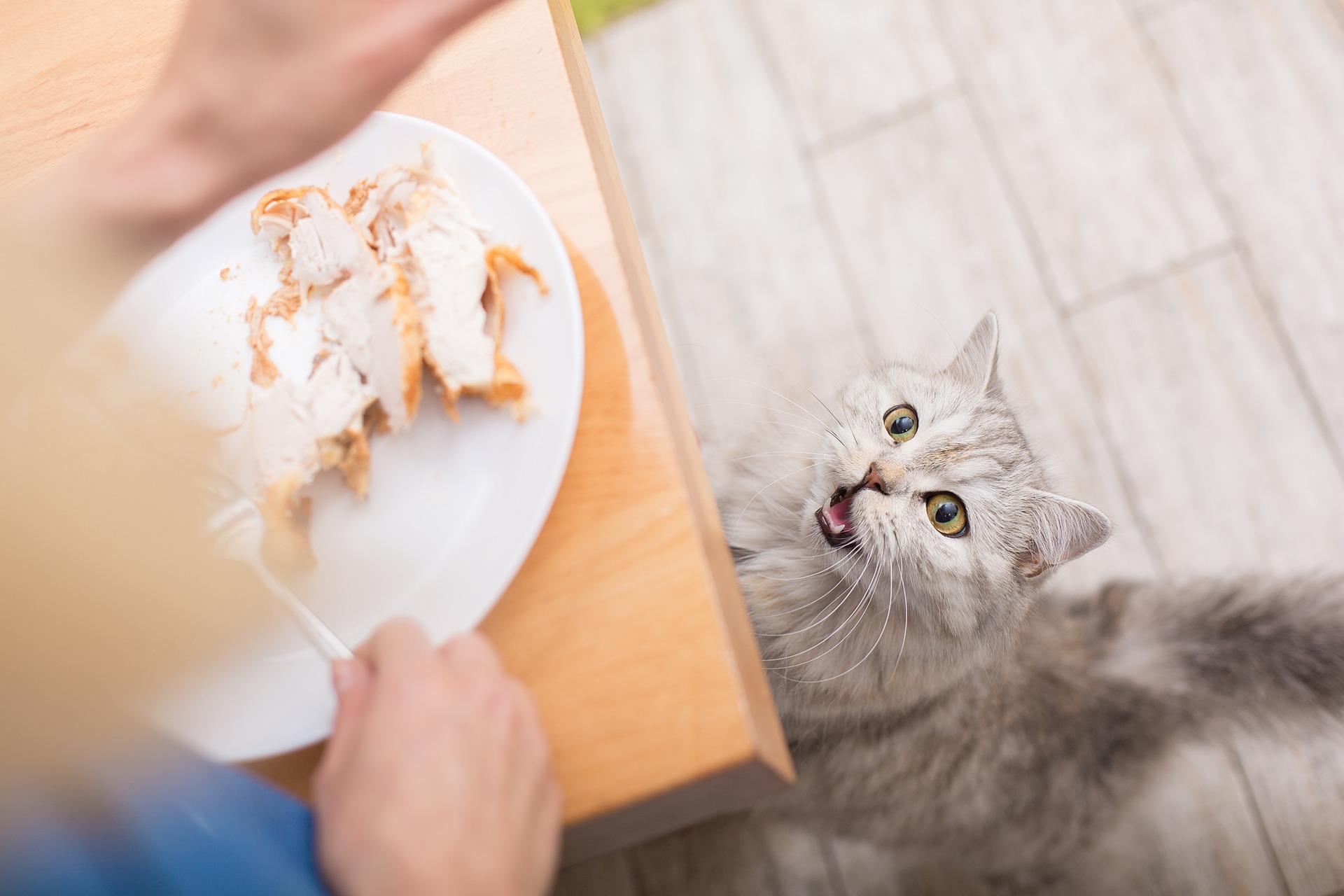 A cat begging for food by a dining table