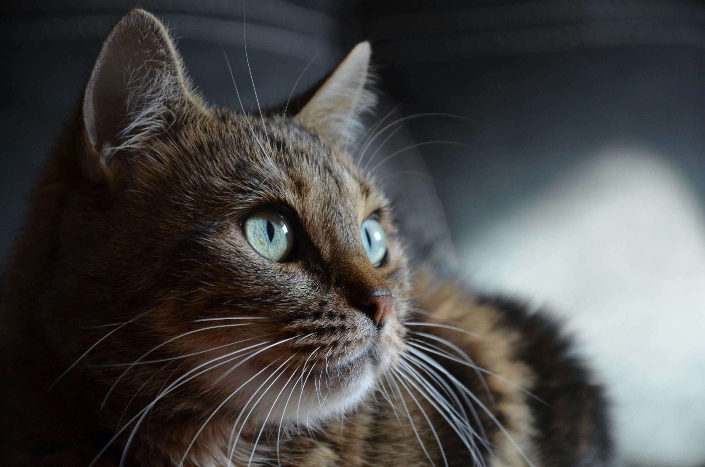 Nahaufnahme von brauner Katze mit grünen Augen