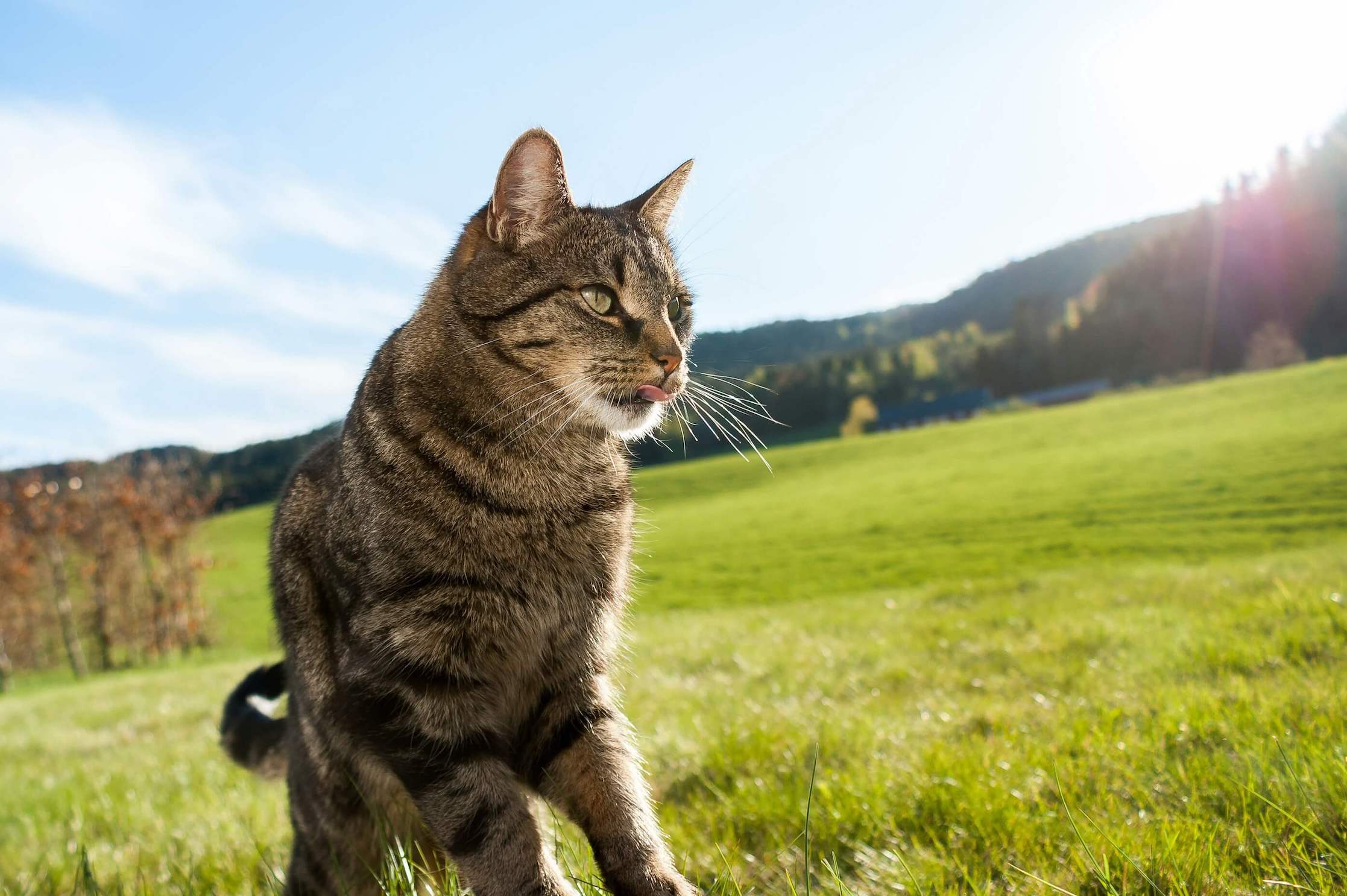 Getigerte Katze im Freien