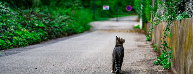 Katze läuft eine Straße entlang und sieht nach oben