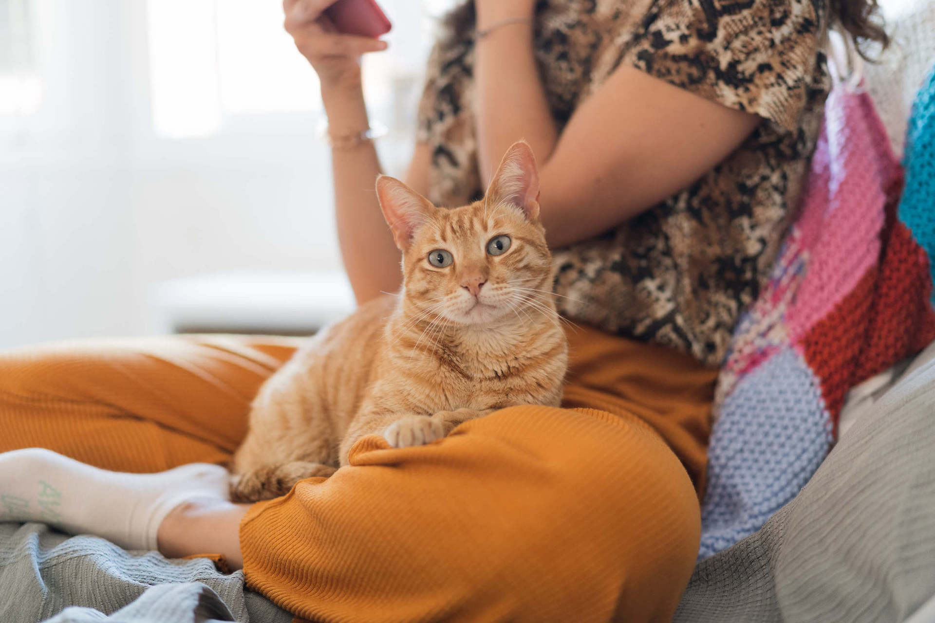 Rötliche Katze sitzt auf dem Schoß einer Frau