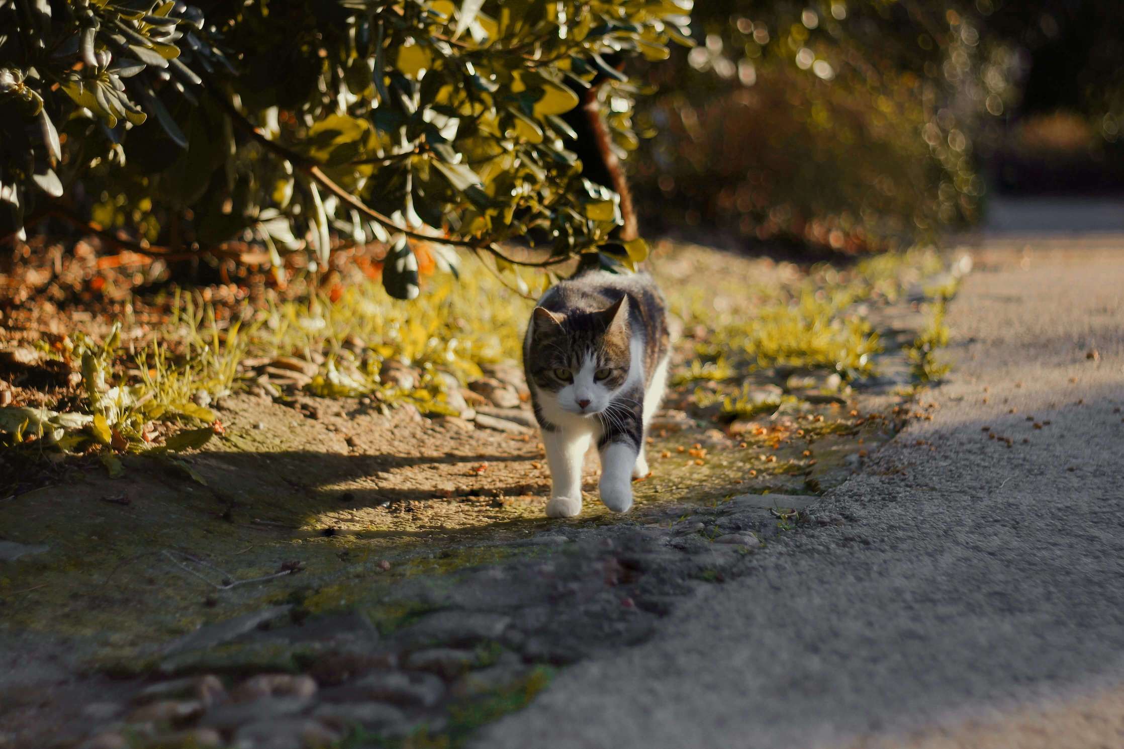 Weiß-braun getigerte Katze läuft einen Weg entlang