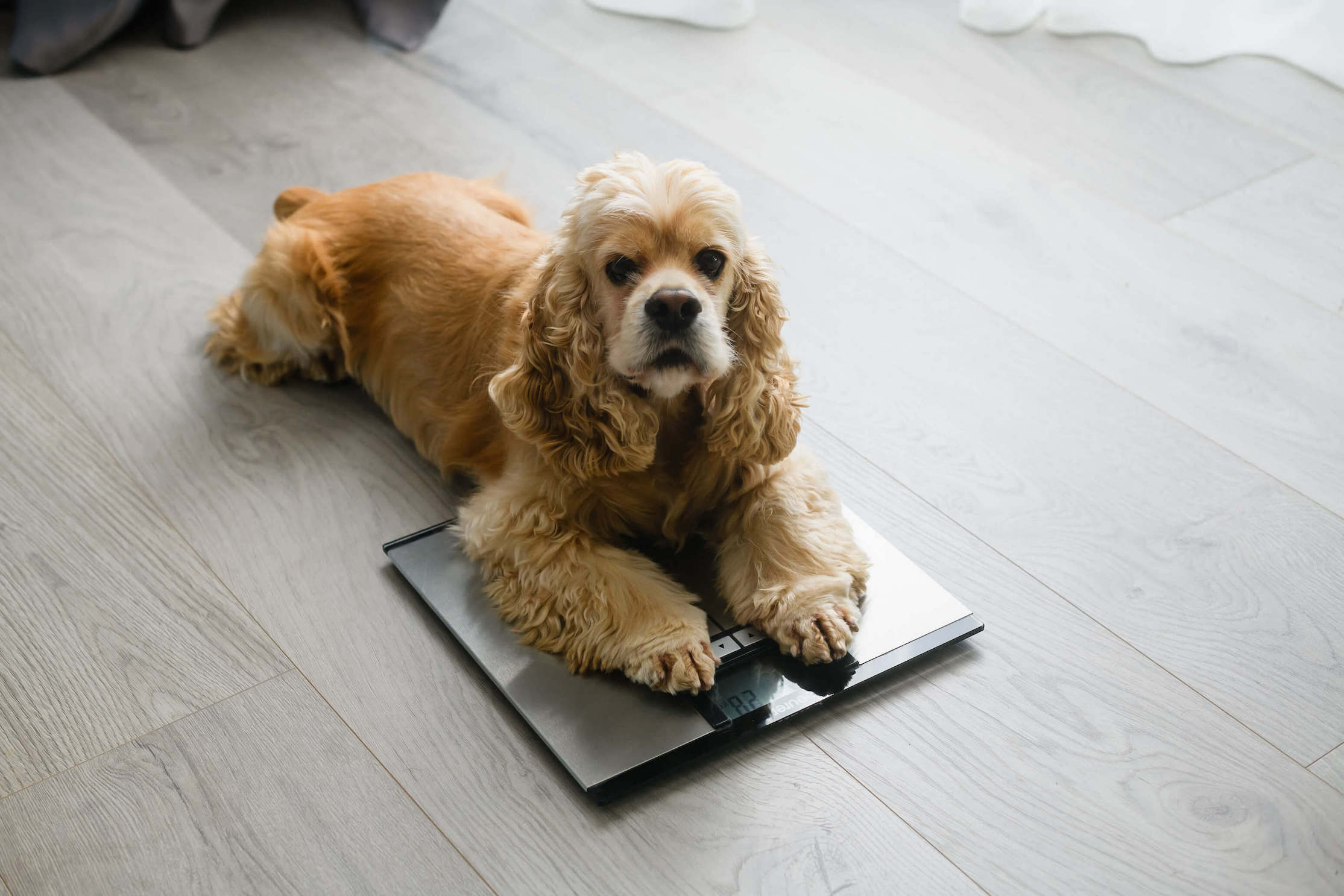 Cockerspaniel liegt mit den Vorderpfoten auf einer Waage