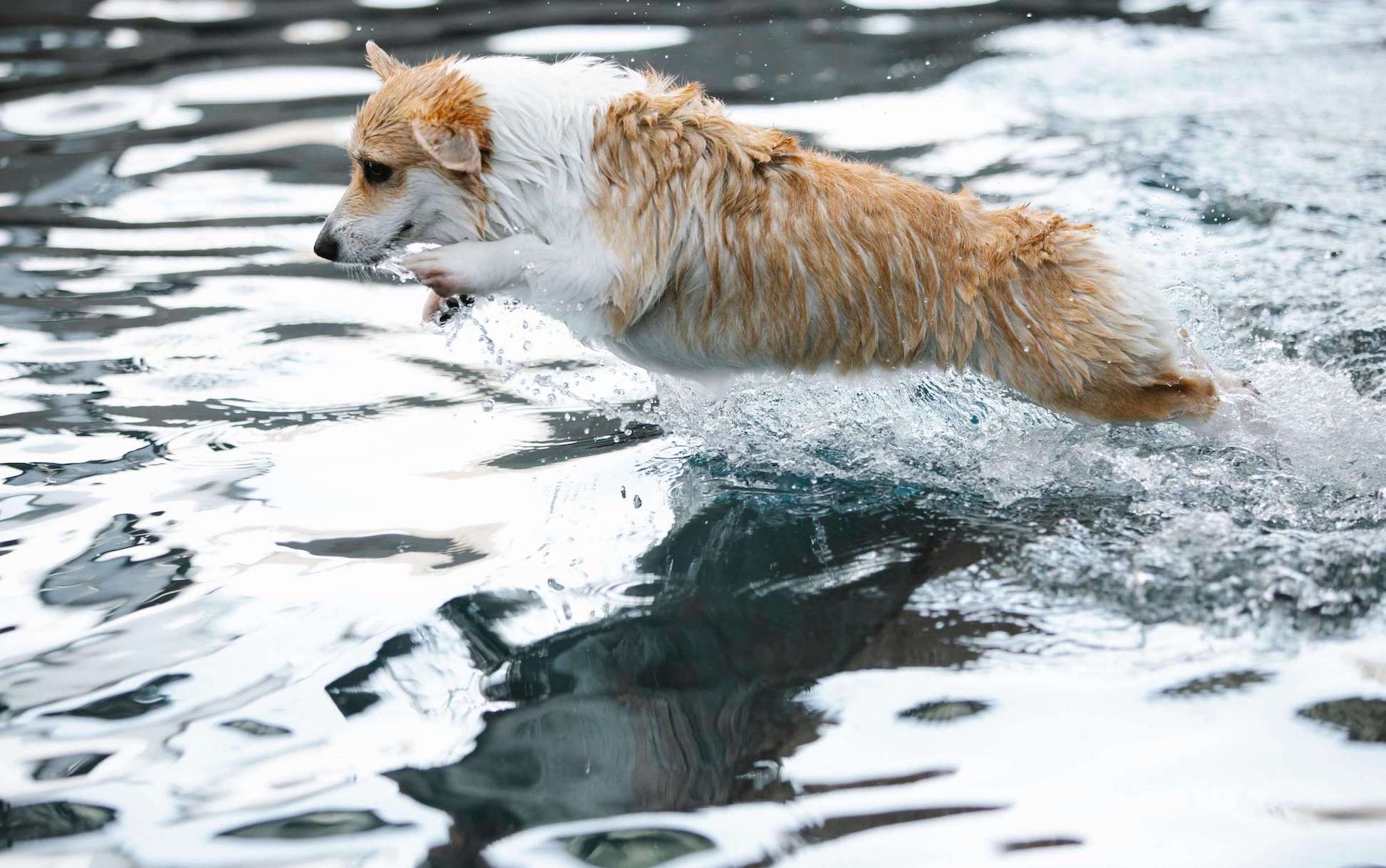 Corgi springt aus dem Wasser