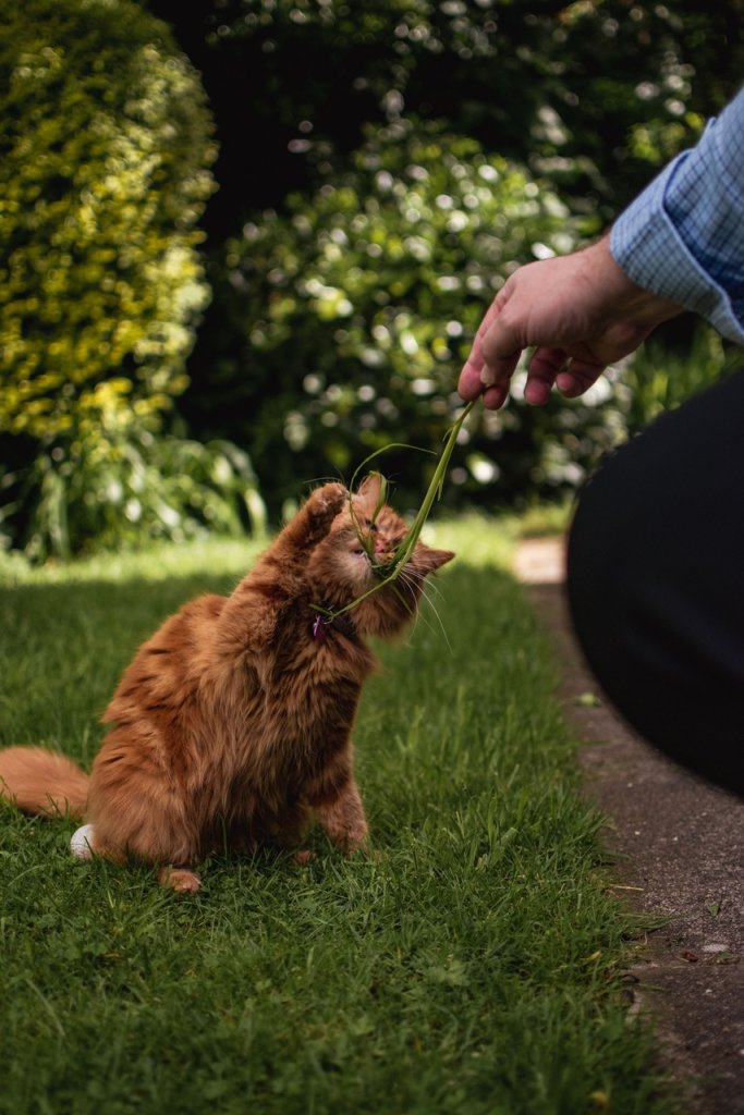 A man playing with an overweight cat in a lawn