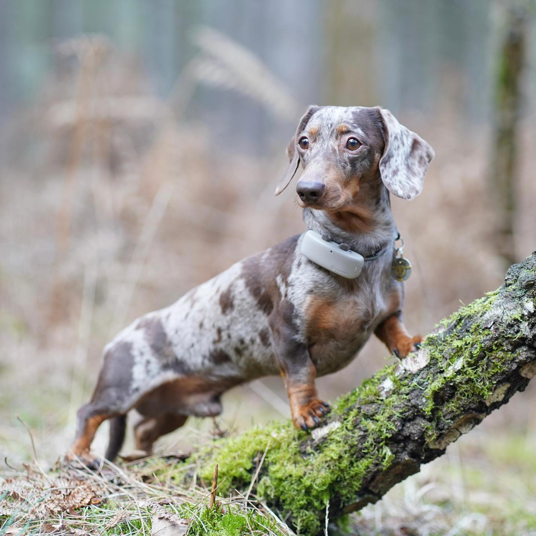 Dackel trägt GPS Tracker auf einem Baum