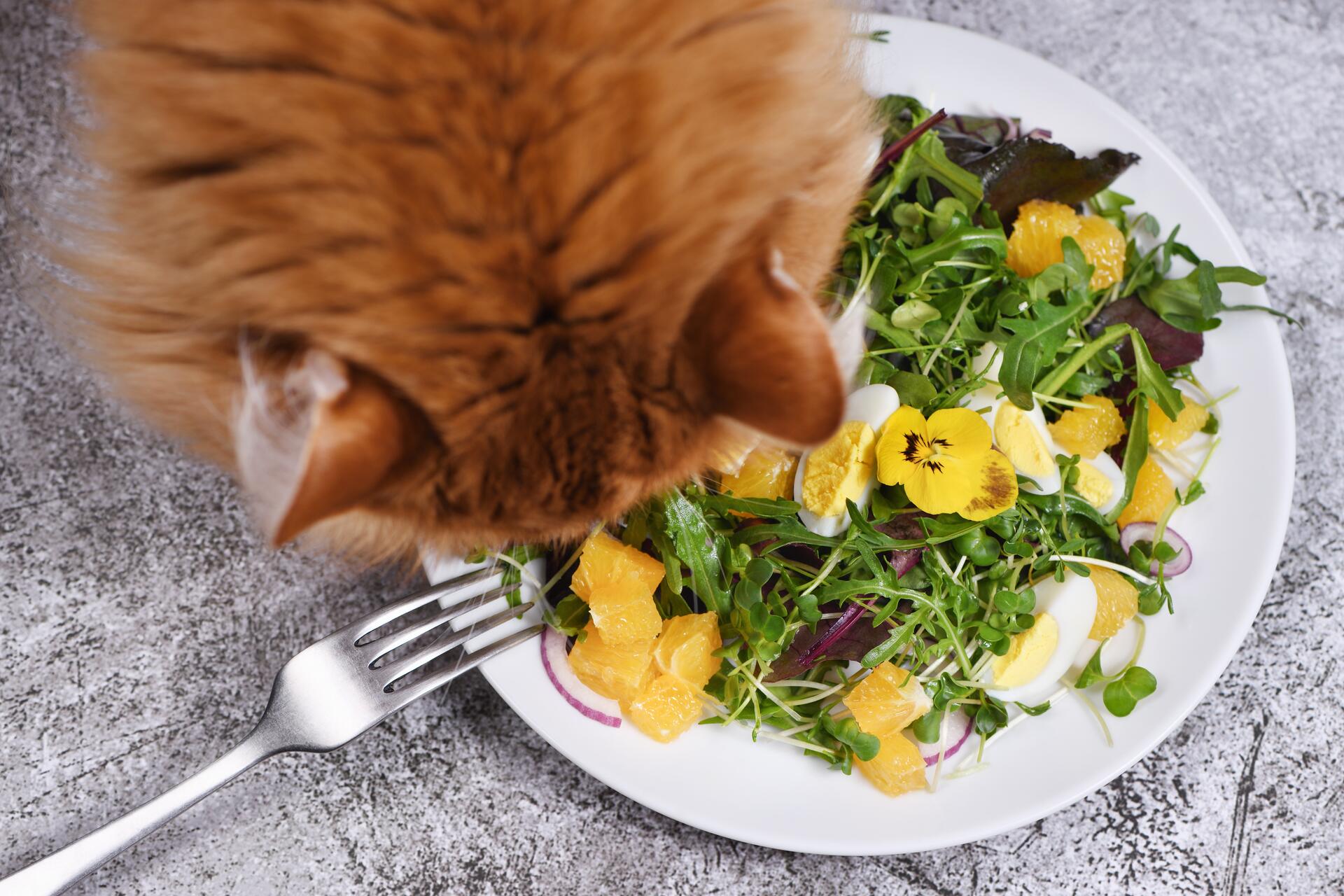 A cat hovering over a plate of food