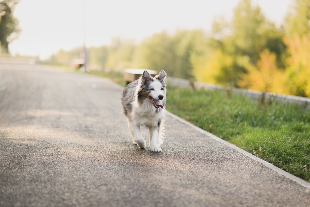 An Australian Shepherd walking off the leash down an empty street