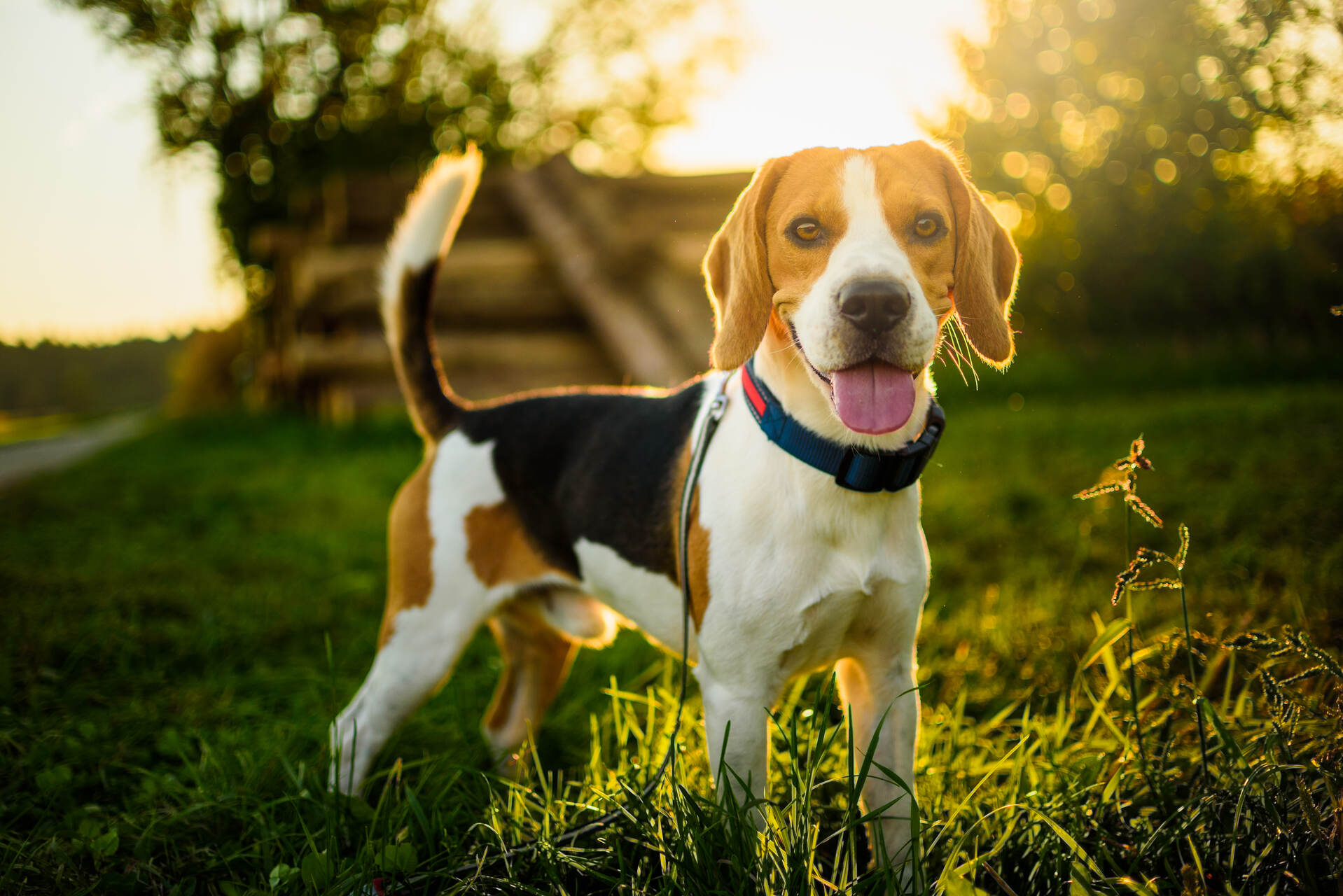 A Beagle playing in a park