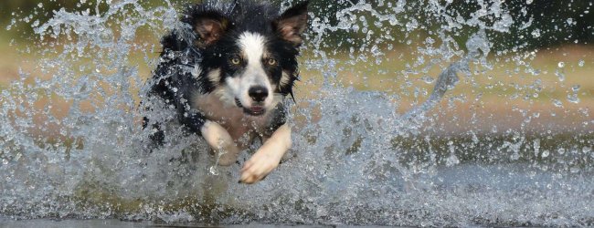 Hund läuft durch das Wasser