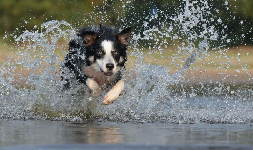 Hund läuft durch das Wasser