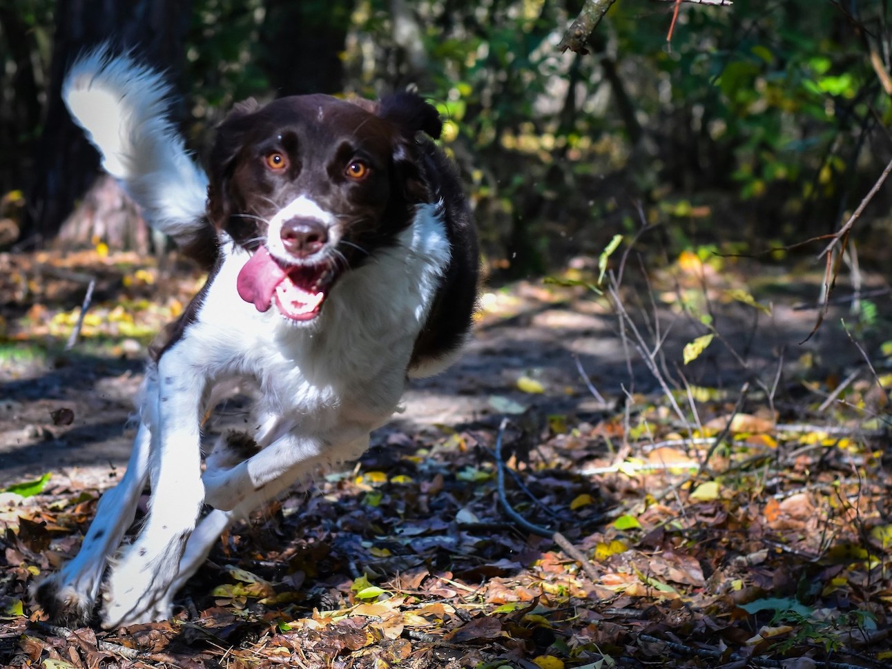 Schwarz-weißer Hund läuft auf einem Waldweg