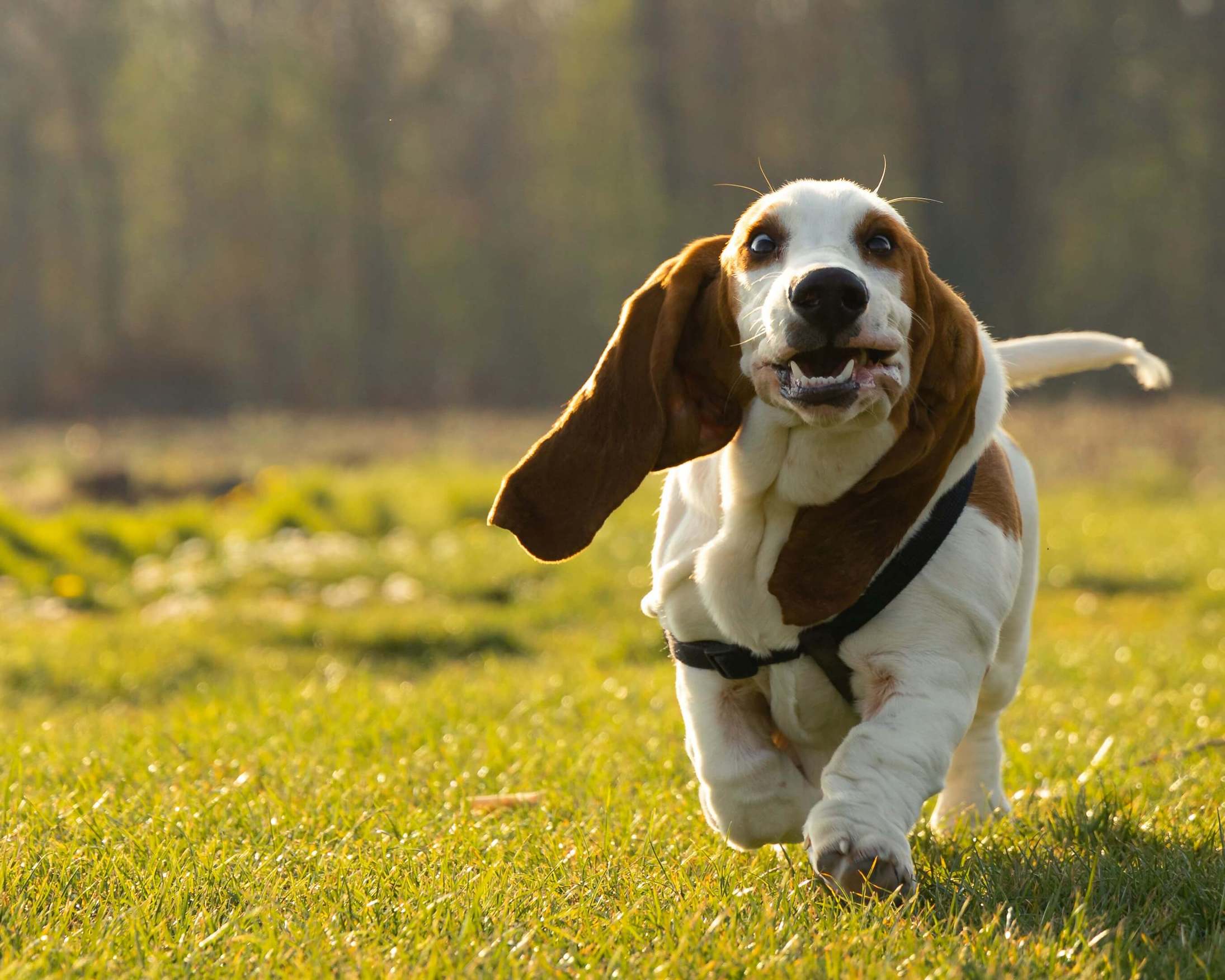 Weiß-brauner Hund mit langen Ohren läuft im Gras