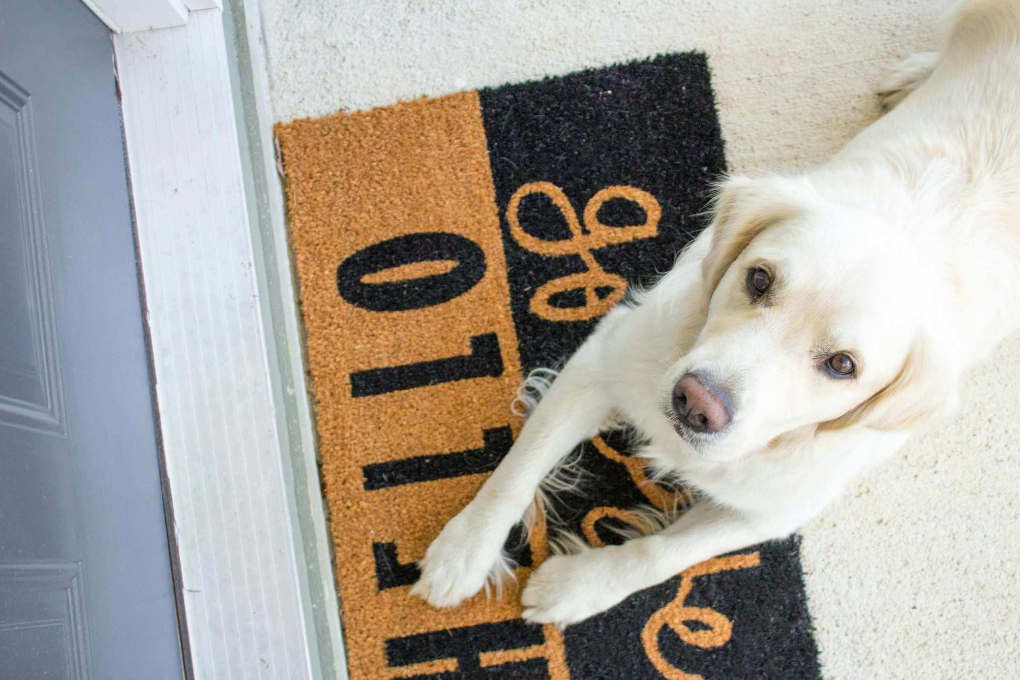 Golden Retriever wartet an der Tür 