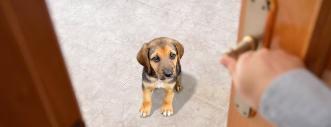 Hund wartet hinter der Haustür, die von einer Person zugemacht wird.