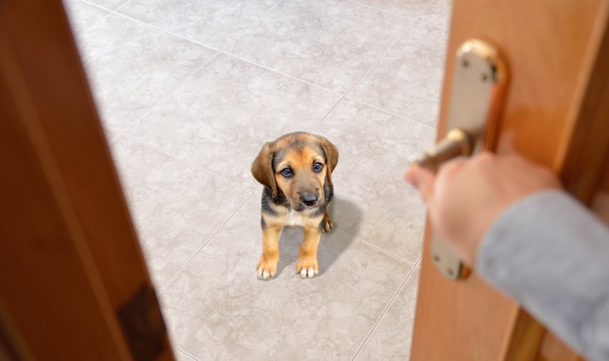 Hund wartet hinter der Haustür, die von einer Person zugemacht wird.