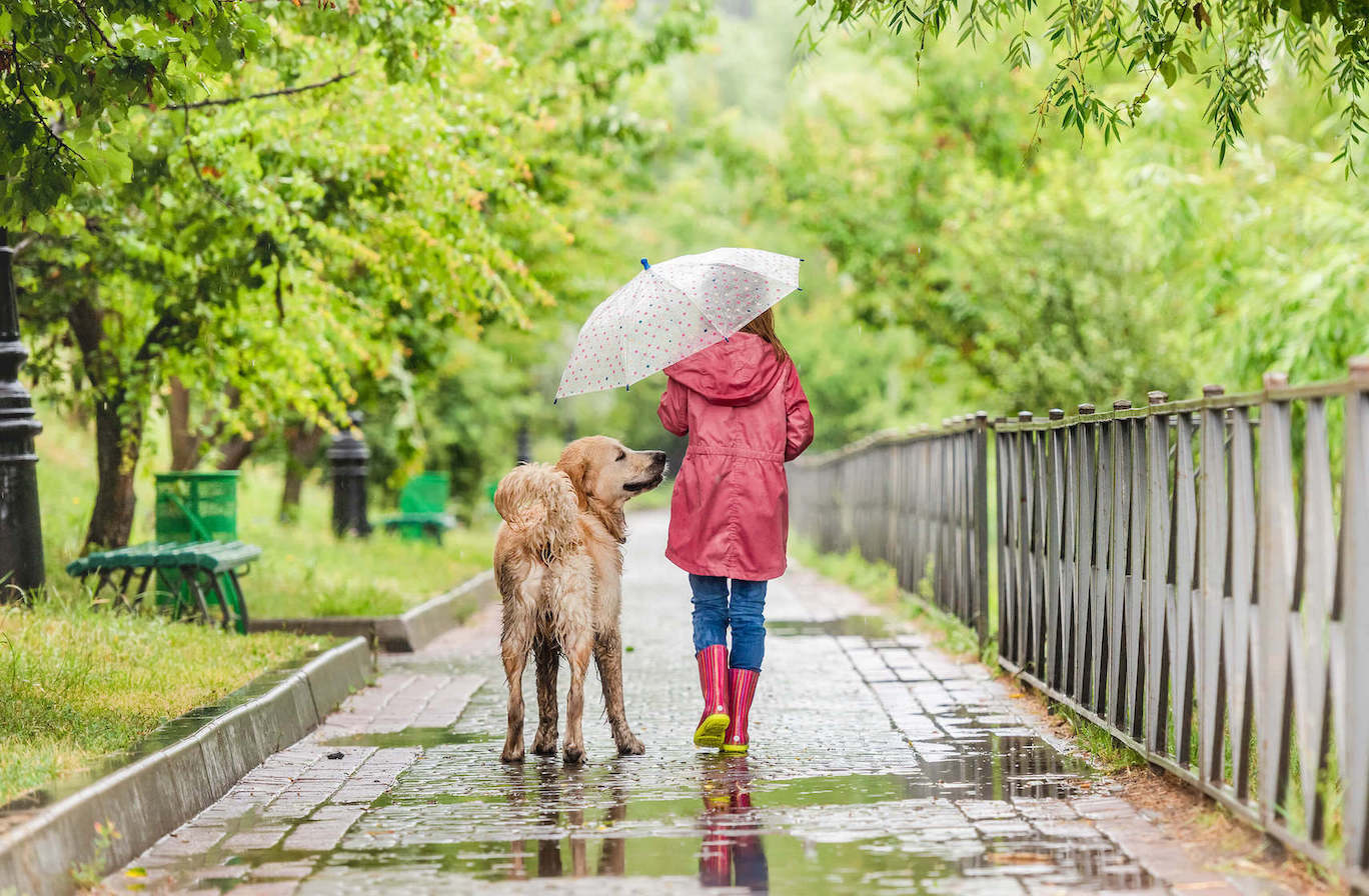 Frau geht mit Regenschirm und Gummistiefeln mit Golden Retriever gassi