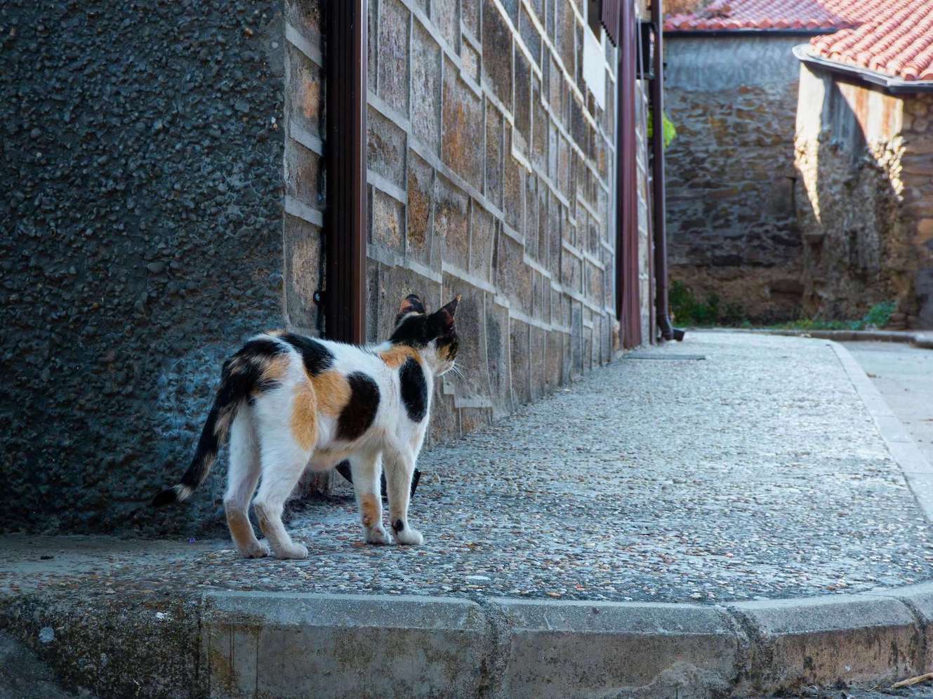 Dreifarbige Katze ist in einer Straße unterwegs