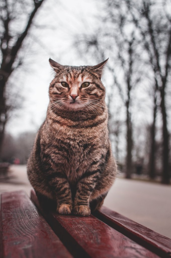 An overweight cat sitting on a park bench