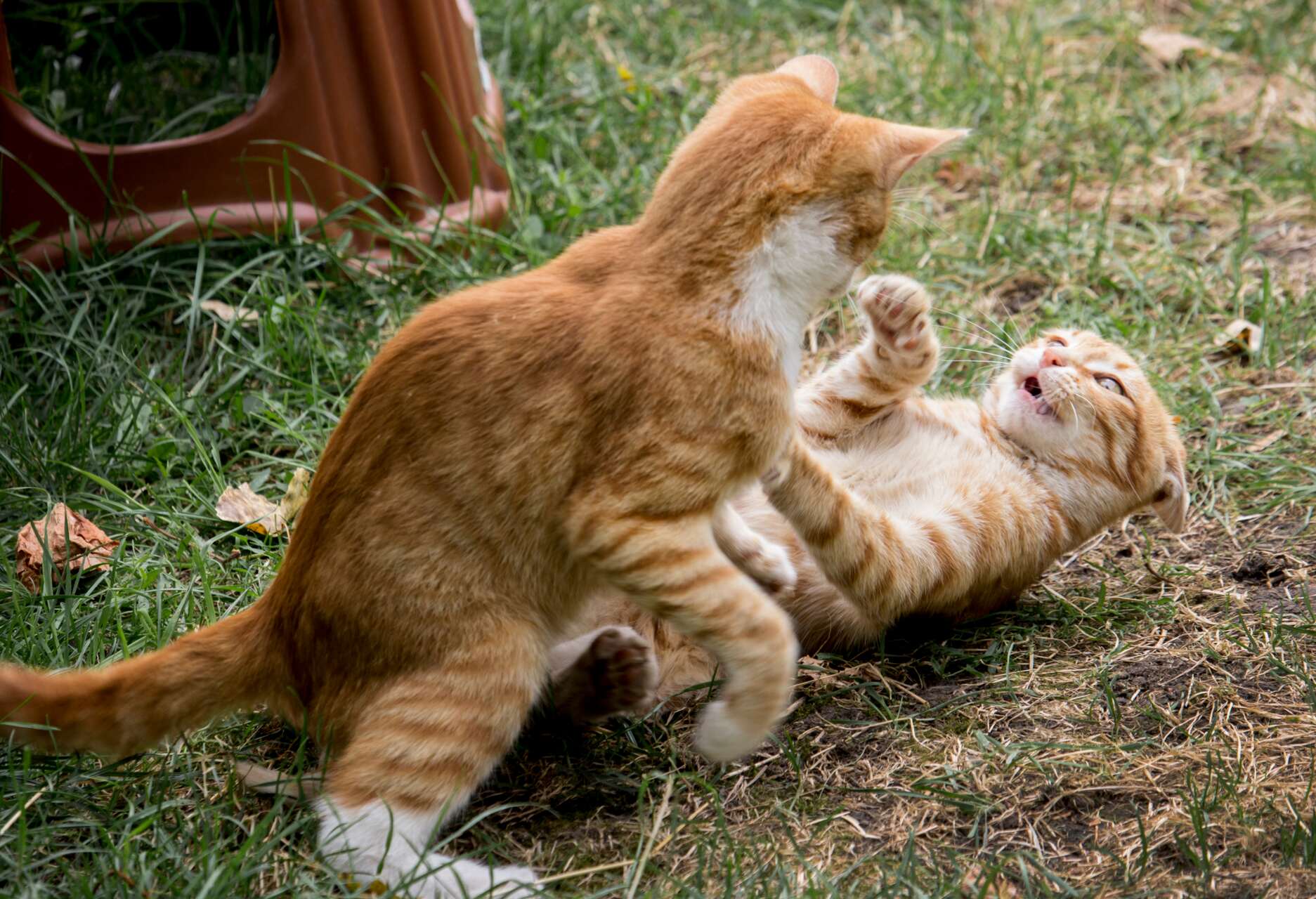 Two ginger cats playing in the grass