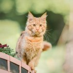 Parsley the Maine Coon