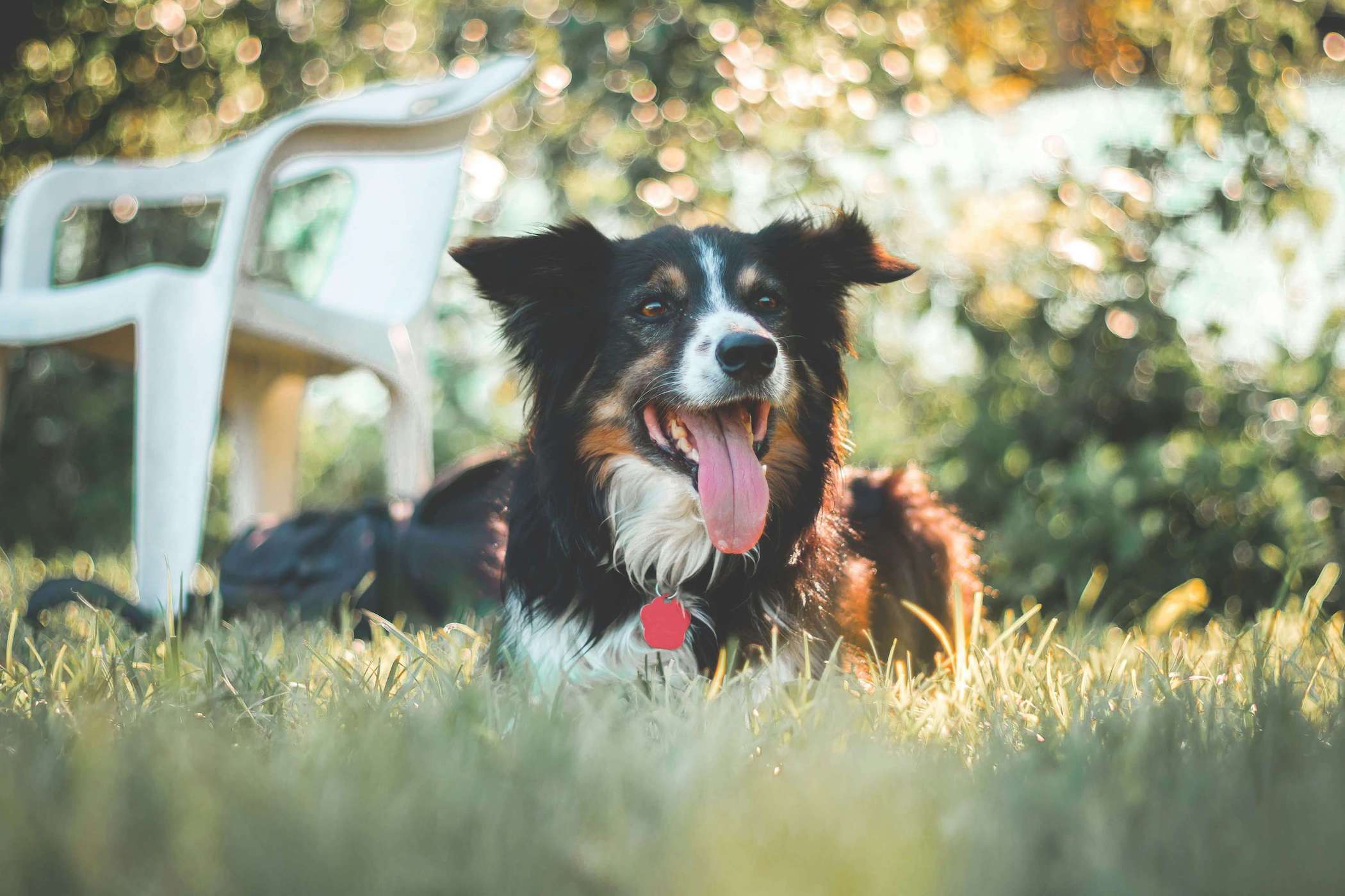 Mehrfarbiger Hund liegt hechelnd im Gras