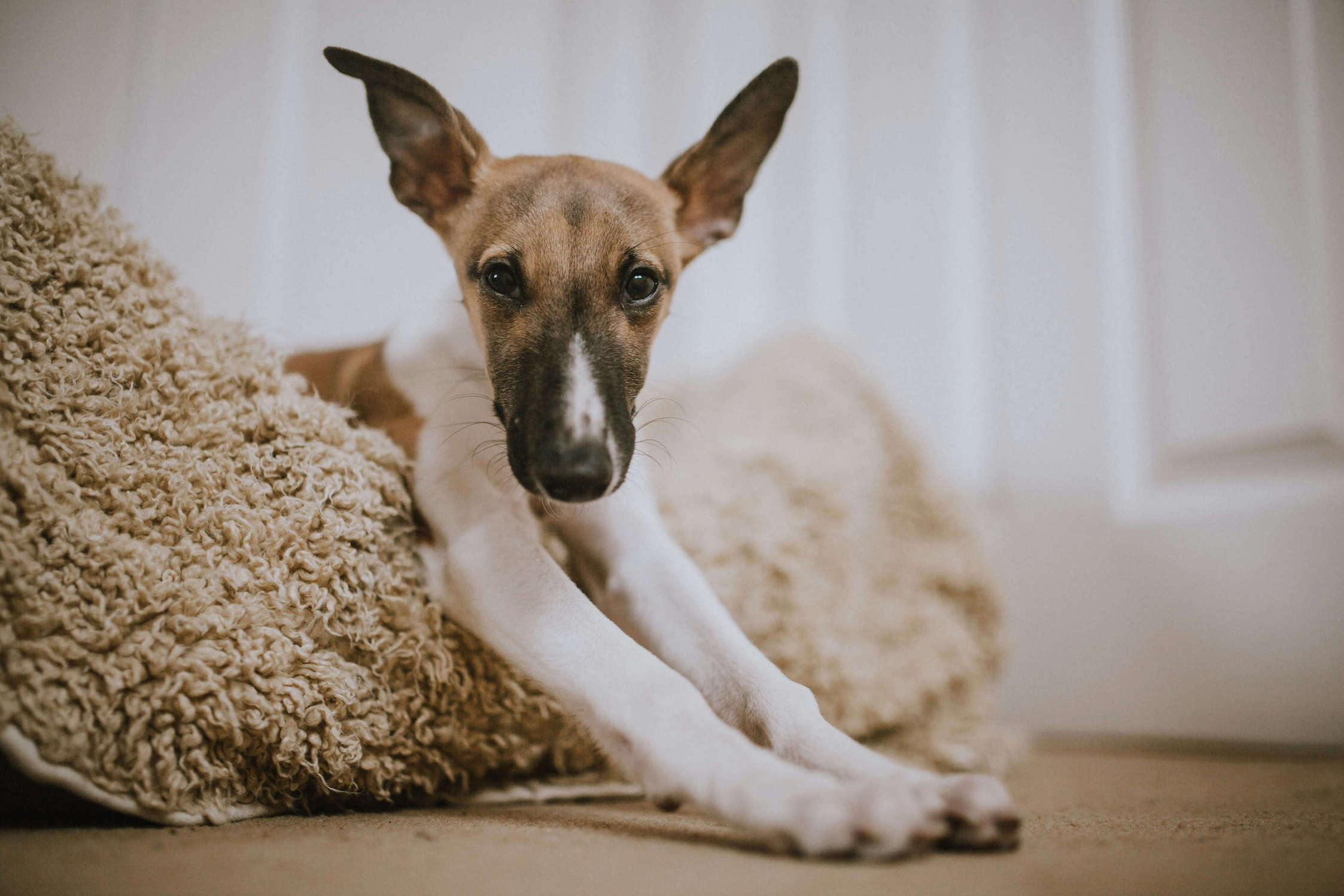 Weiß-brauner Hund liegt im Körbchen und streckt Pfoten heraus