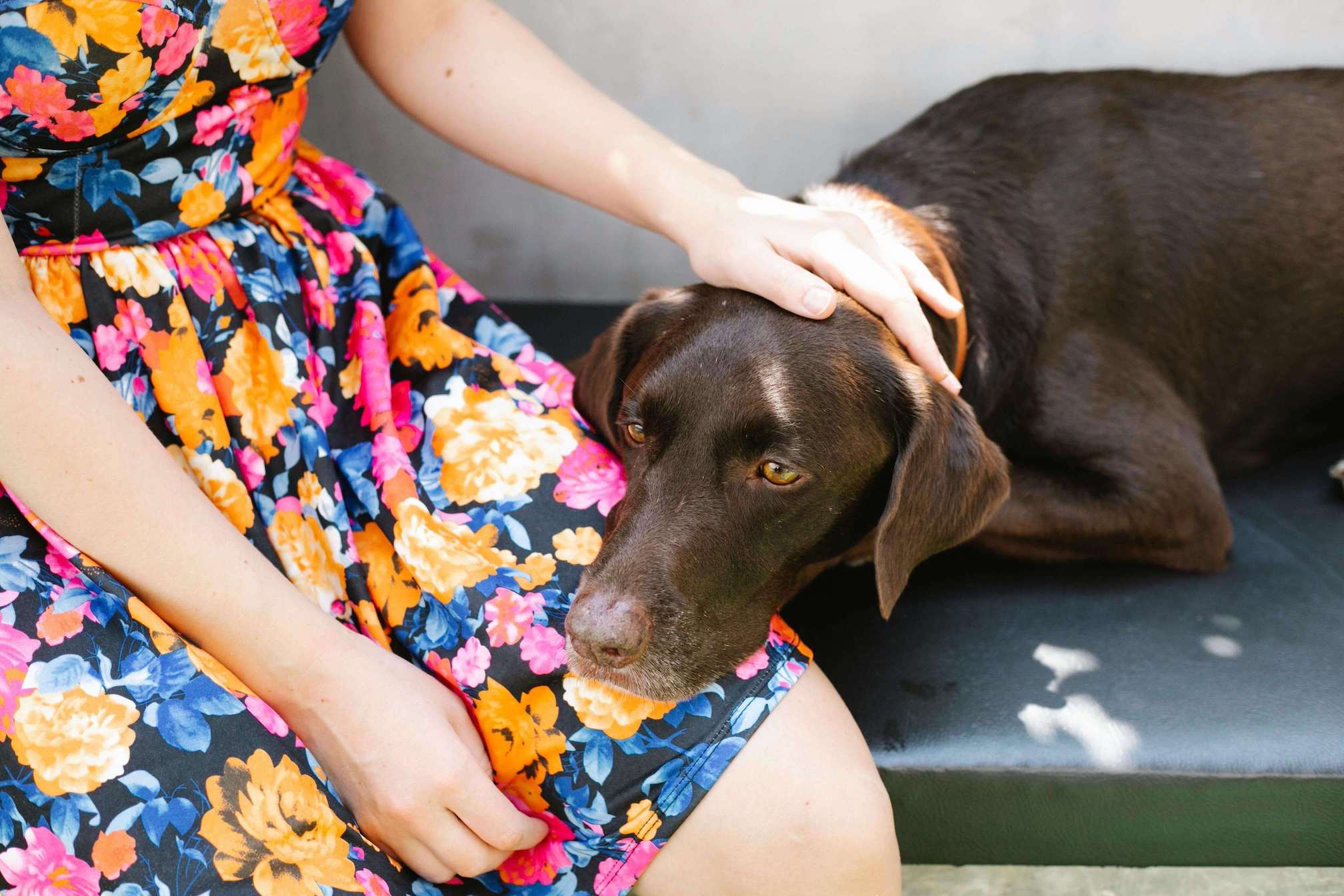 Brauner Labrador legt Kopf auf den Schoß einer Frau, die ein buntes Kleid trägt