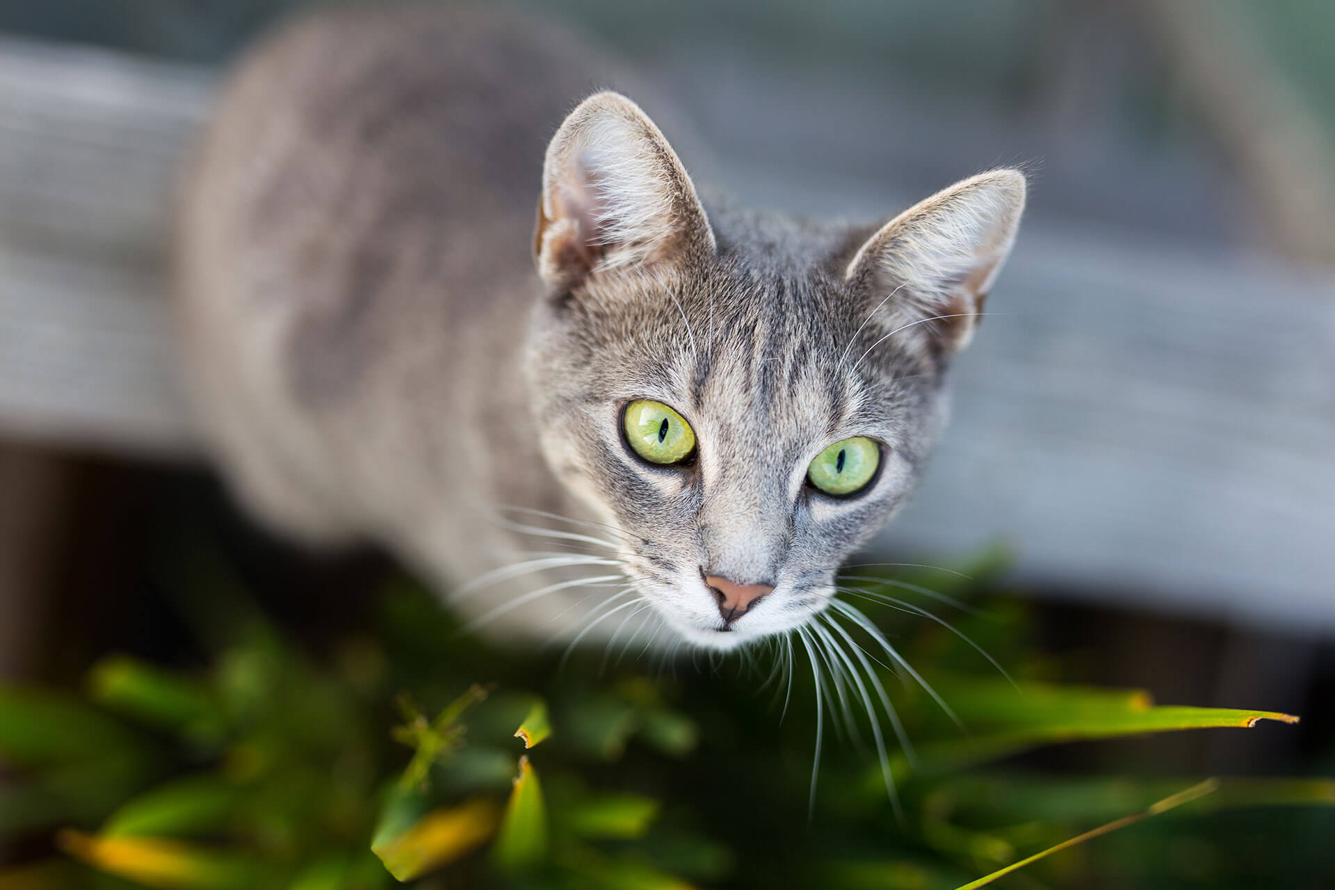 Nahaufnahme von grauer Katze, die nach oben sieht