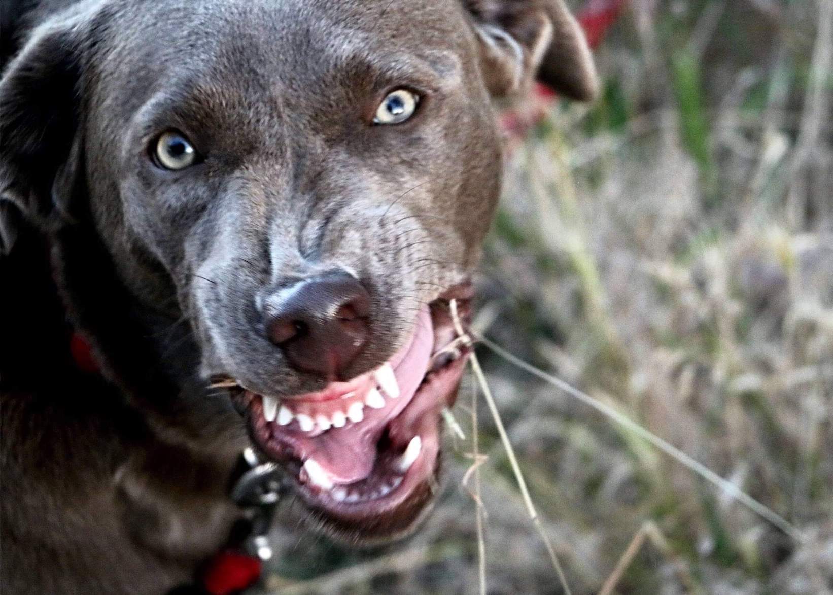 Grauer knurrender Hund