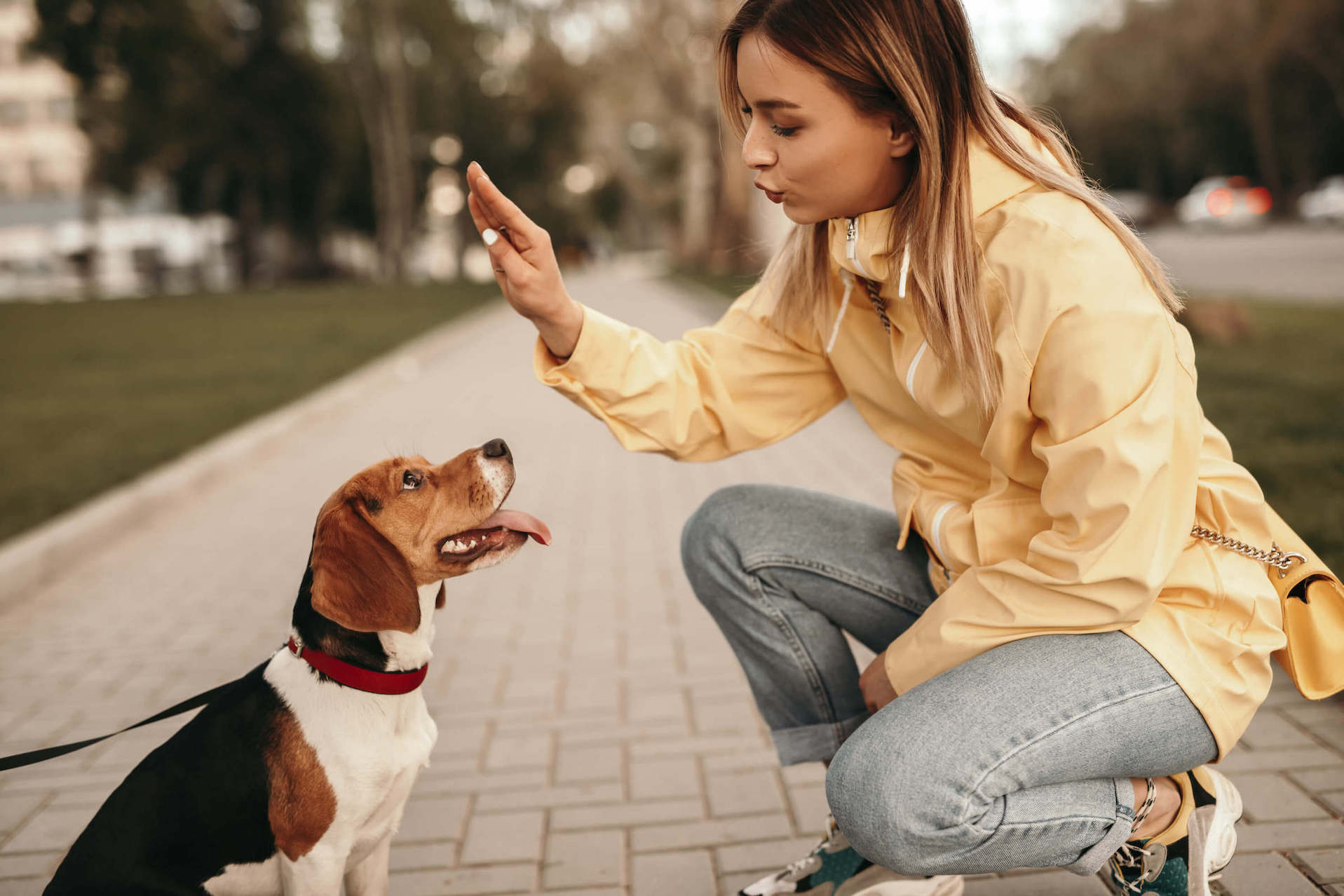 Frau kniet über Hund und gibt ihm einen Befehl