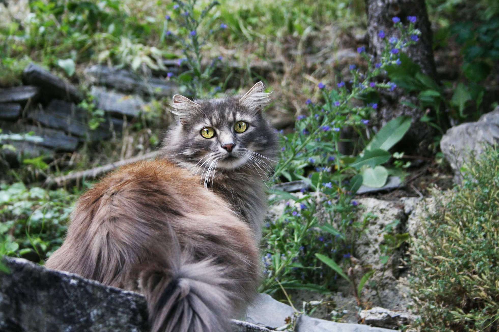 Langhaarkatze sitzt in der Natur und sieht nach hinten