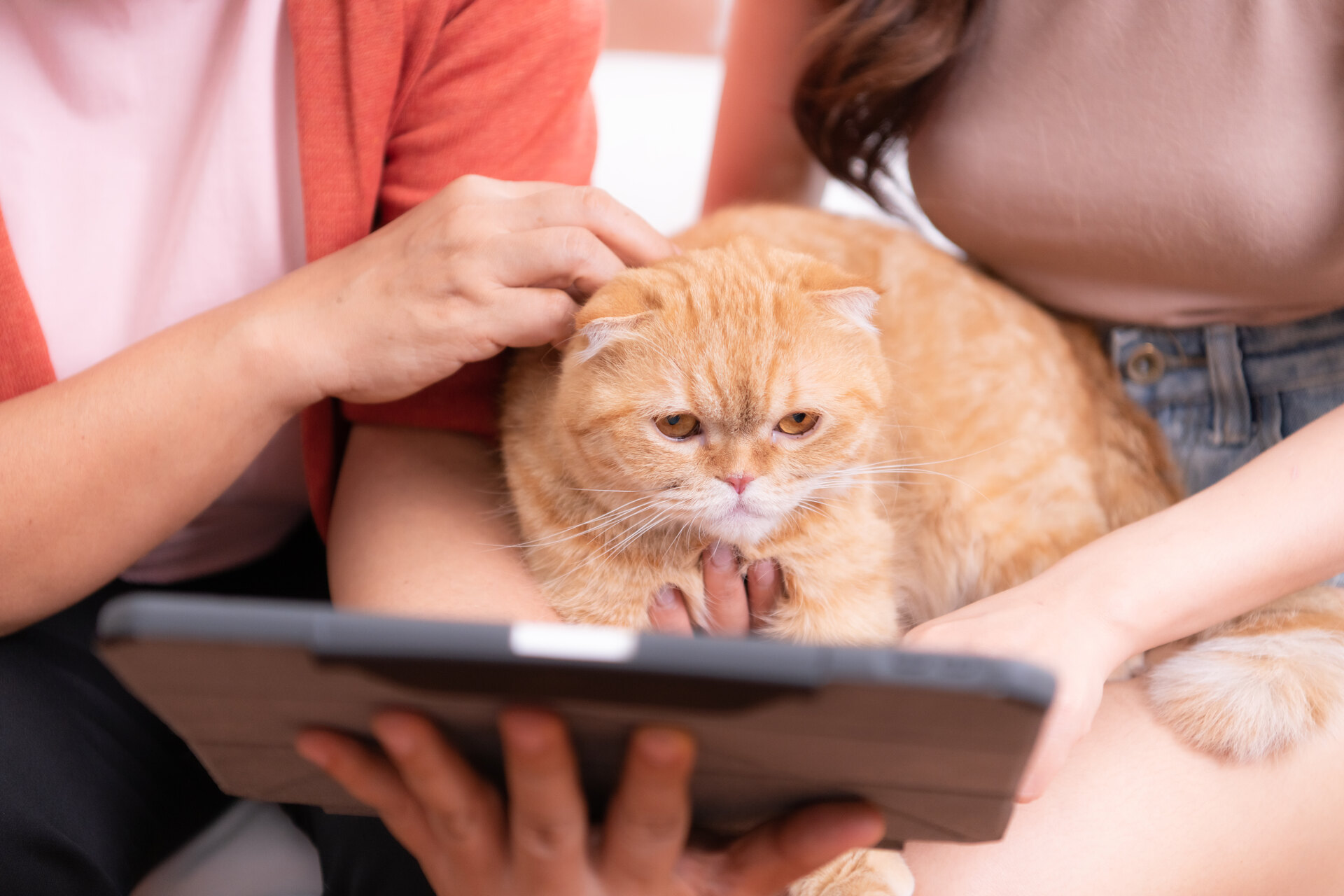 An overweight cat sitting with a couple 