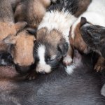 A litter of puppies with their mother