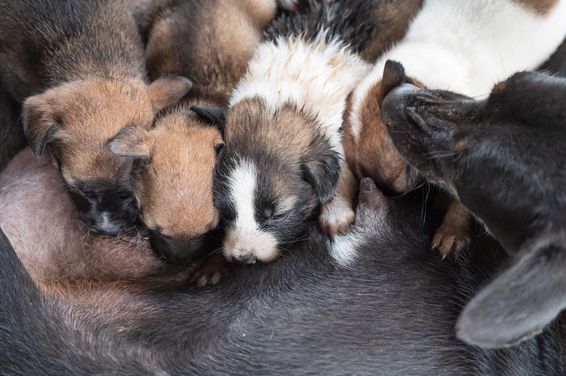 A mother dog nursing a litter of puppies