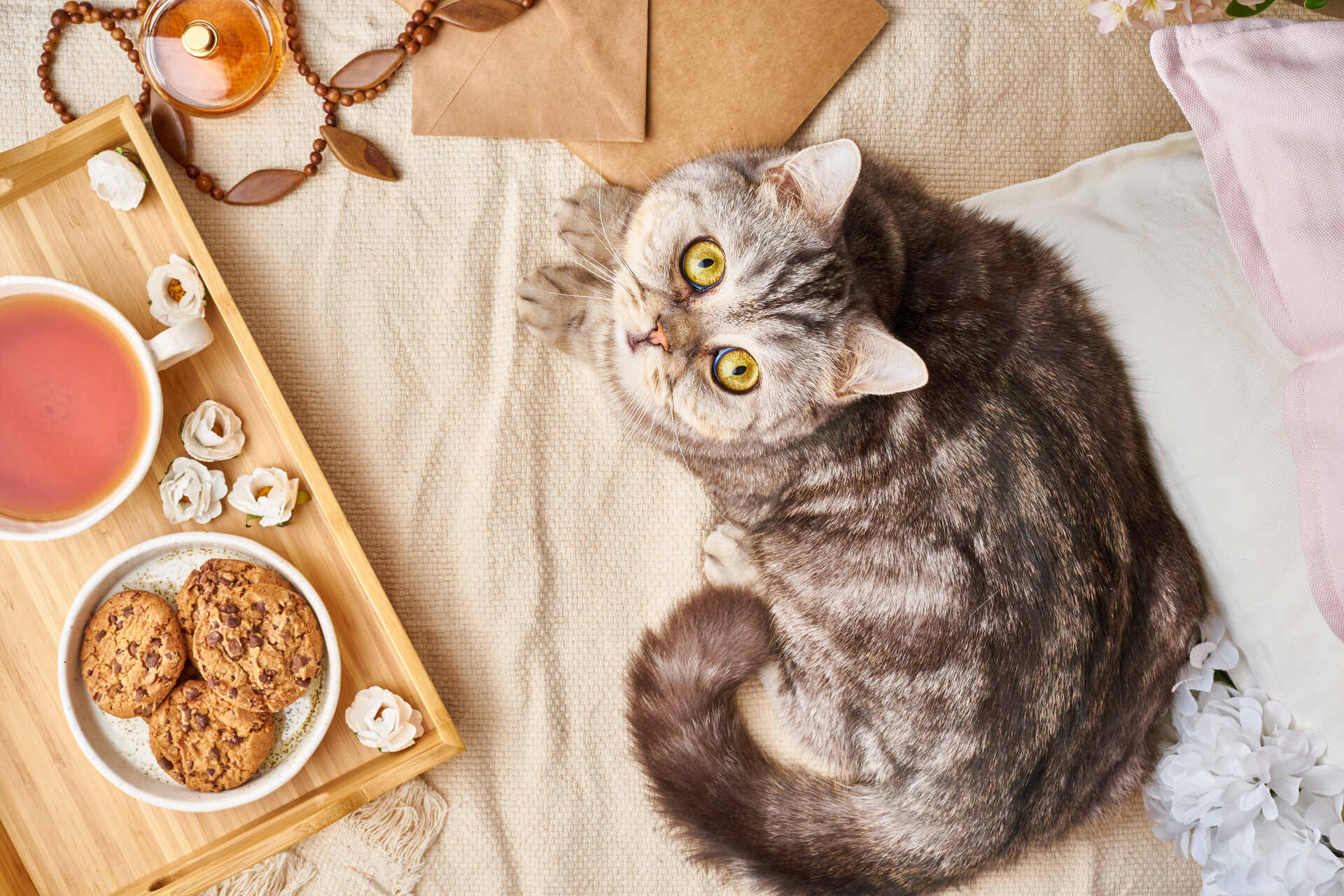 An overweight cat sitting in bed next to a tray of food