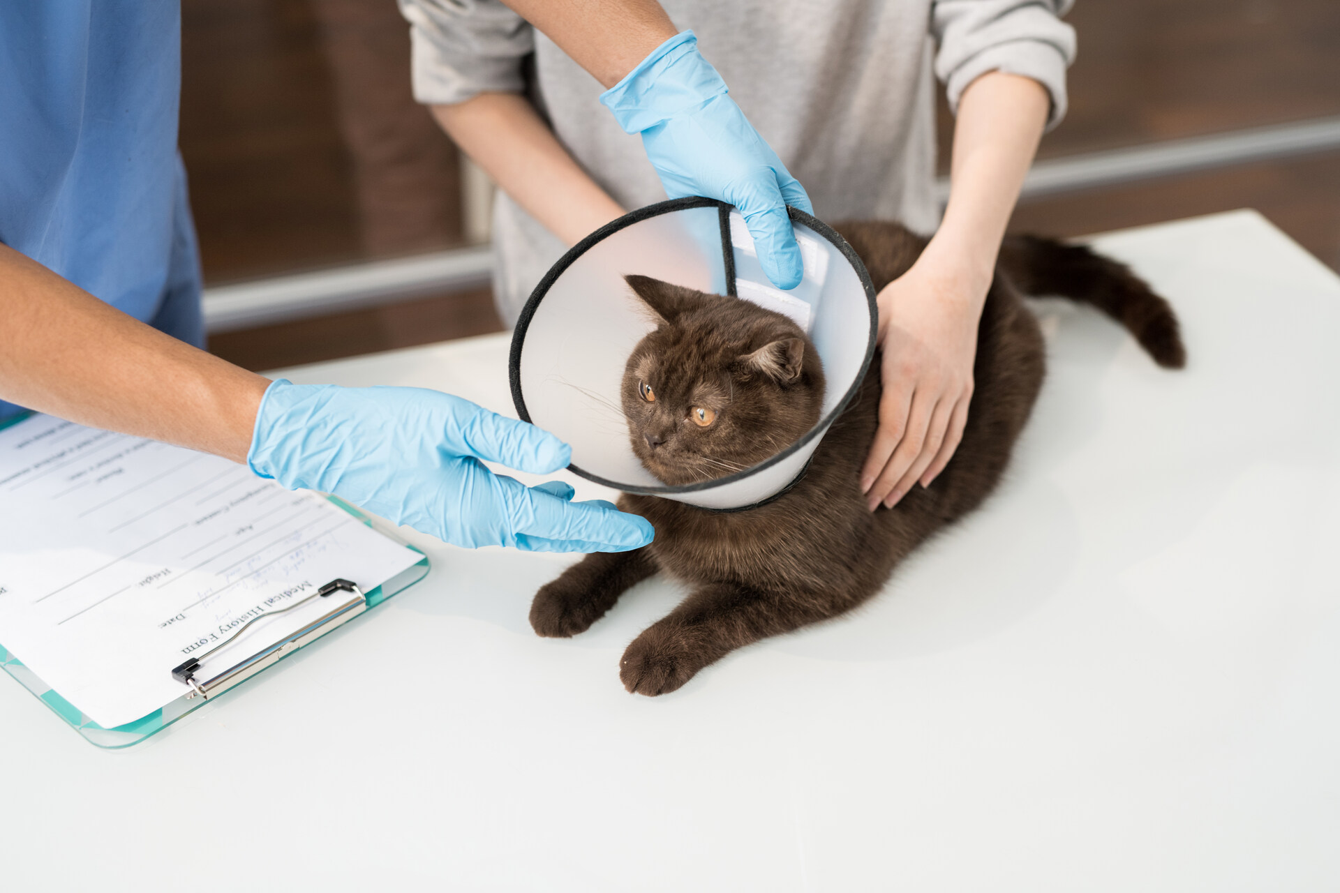 A pair of vets caring for a cat wearing a neck collar