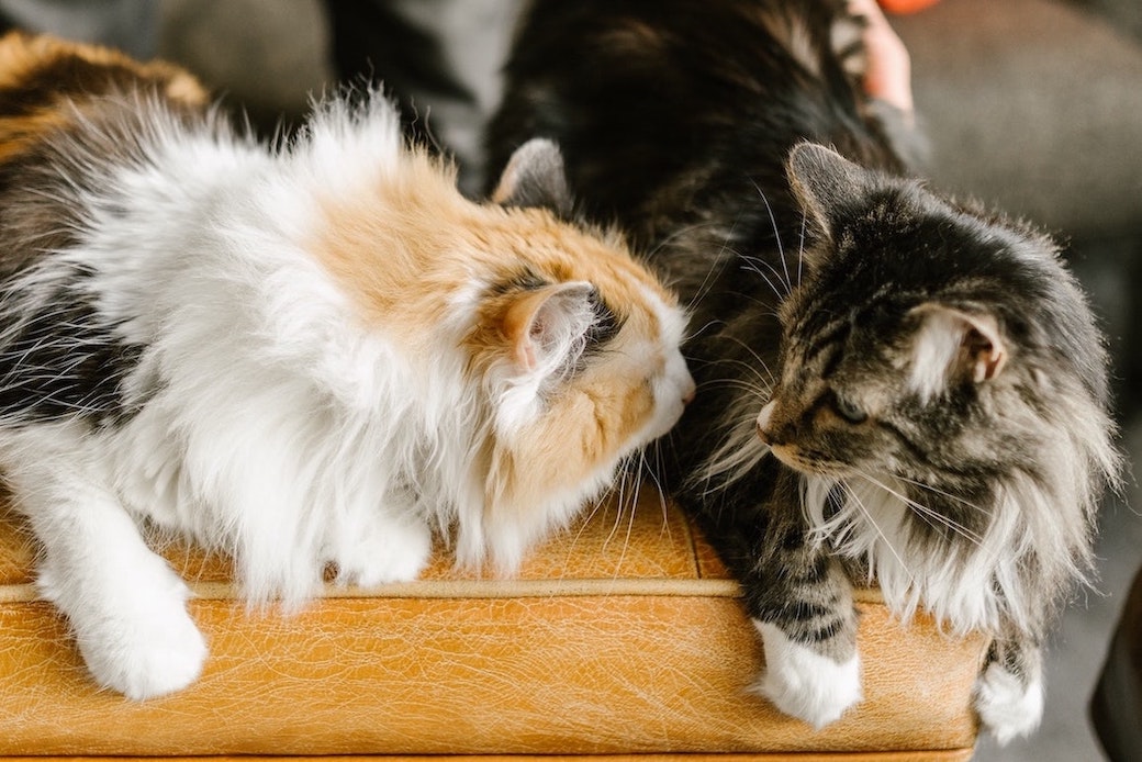 Zwei Katzen beschnüffeln sich nebeneinander