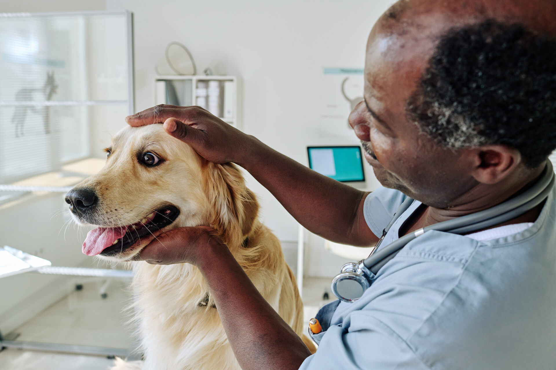 A vet examining a dog at a clinic