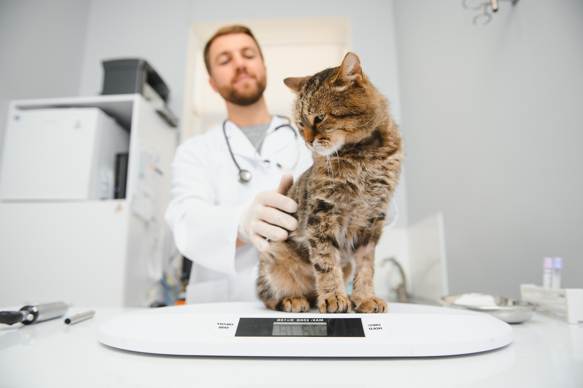 A vet weighing a cat at his clinic