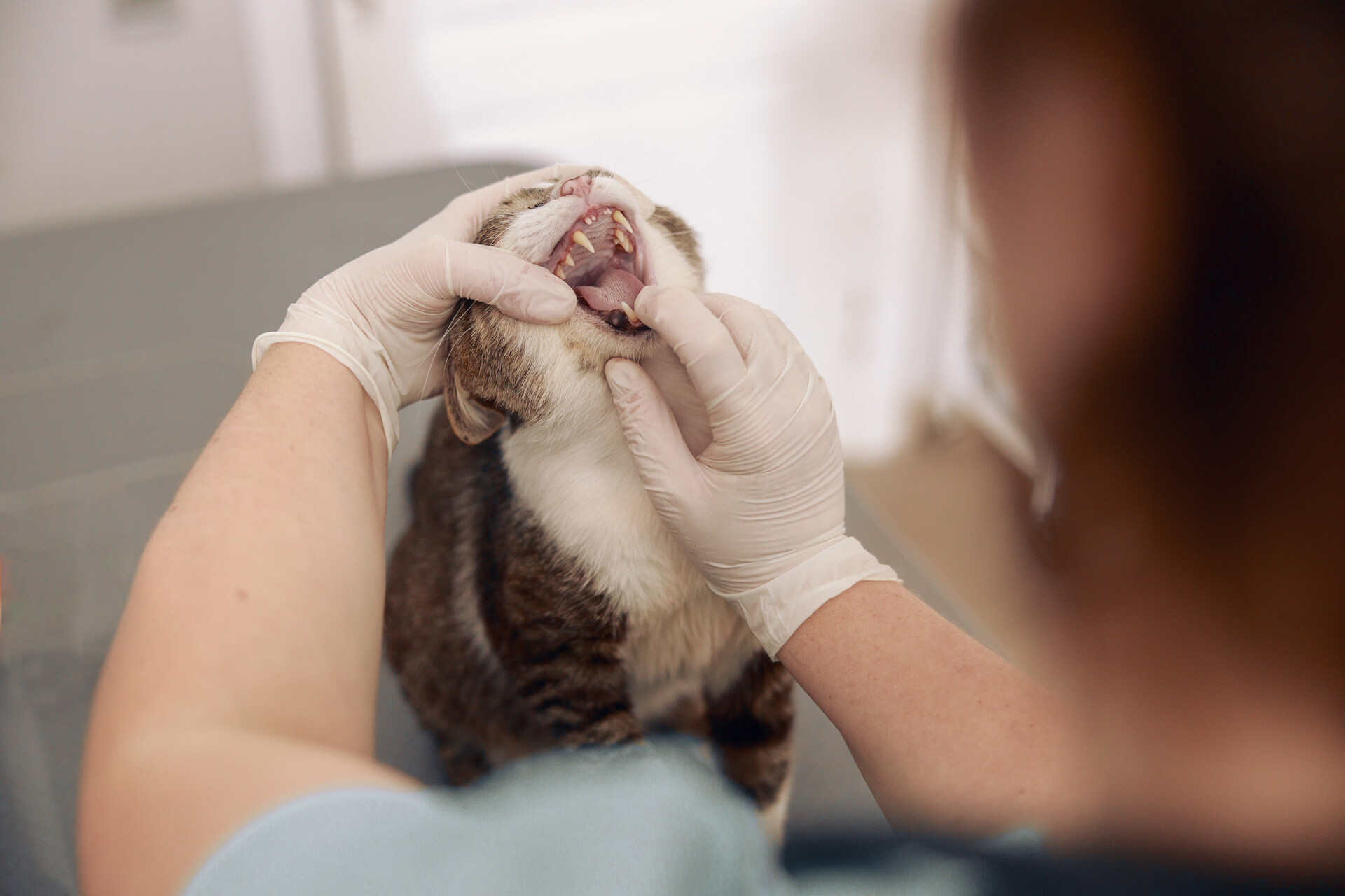 A vet examining a cat's teeth at a clinic