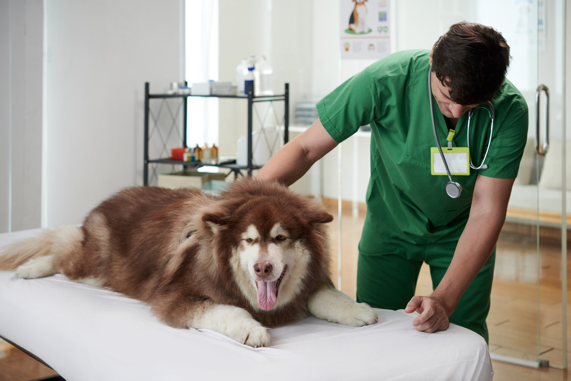 A vet examining a dog at a clinic