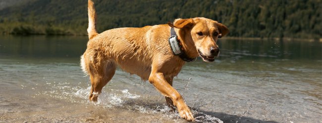 Hund trägt Tractive GPS Tracker und läuft am Seeufer entlang