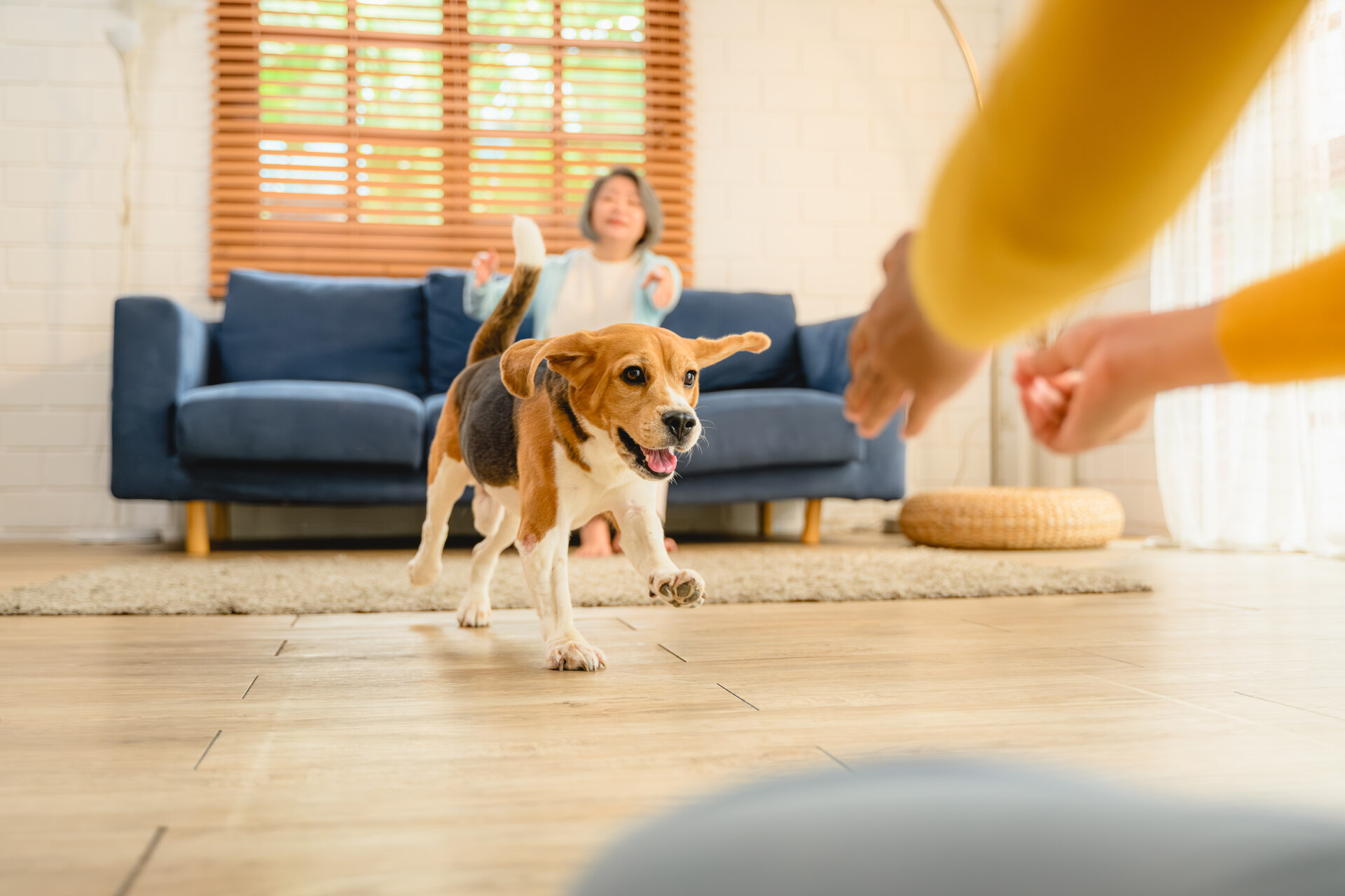 A puppy playing with an older couple indoors