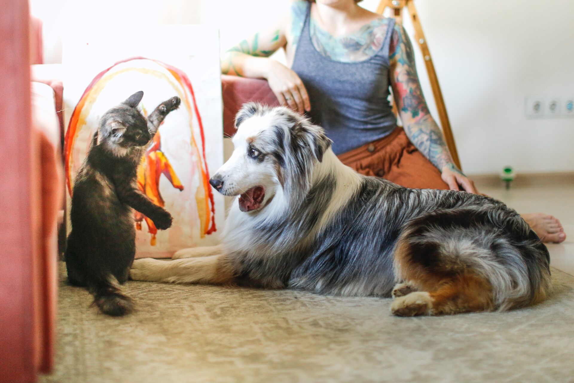 A dog and cat playing together indoors